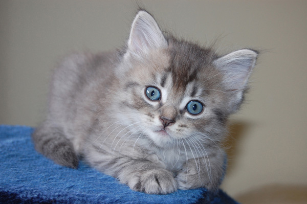 Baldur mit 7 Wochen.jpg